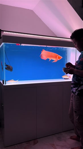 Alhamdulillah. Cik Ruby dah pandai makan udang yg direndam vitamin RTK. Korang nak vitamin untuk arowana? Contact je @wan afendy @Adi Red Arowana. Layan cik Ruby makan jom. #fyp #arowanamalaysia #arowanaindonesia #aquarium