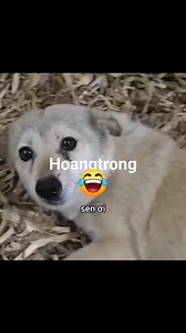 1.2M views · 10K reactions | #Cuoivuimoingay | Hoang Trong | Facebook