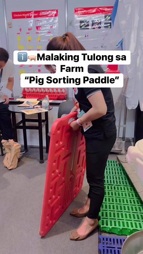 Paano gamitin ang Pig Sorting Paddle? #baboy #piggerybusiness #pigfarming #baboyan #biik #agriculture #farmlifestyle #Sow #agri #piglet #swine #piggerybusiness #PIGGERY #piggies #pig #pigs | Carmela Swine Farm