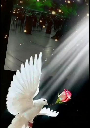 Symbolism of a Dove and Rose in Serene Visuals