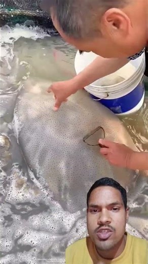 Jelly fish ko skin - जेलि फिशको छाला #nepali #nepal #shortsfeed #trending #viral