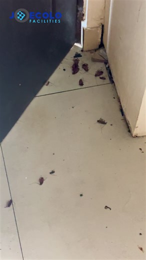 Effective Pest Control Solutions for a Stress-Free Home