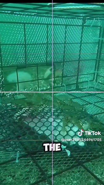 Understanding How Crab Traps Function Underwater