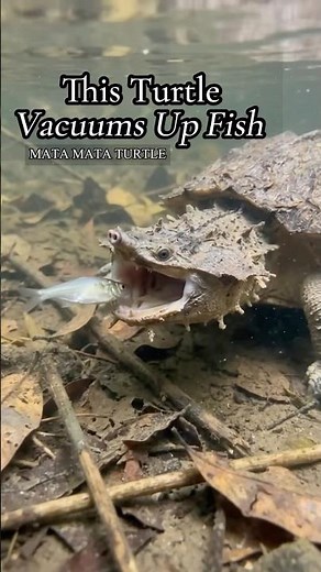The mata mata turtle hides like dead leaves on the freshwater bottom…