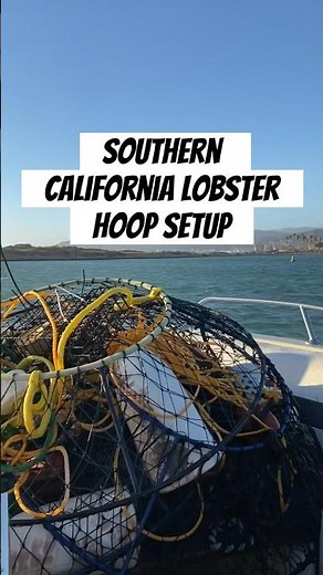 California Lobster Hoop Setup