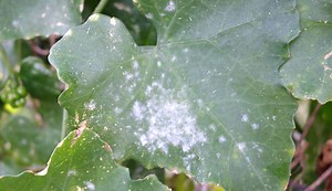 Beginning Farmer’s Guide to Powdery Mildew