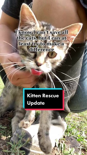 Kitten Rescue Update: Understanding and Treating Rodent Ulcers in Cats