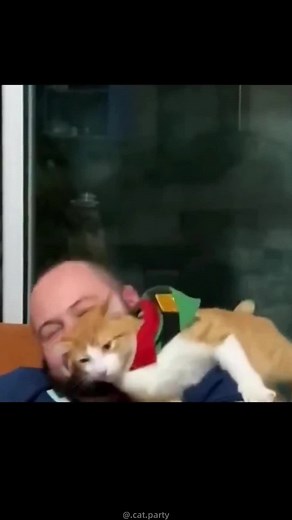 The world cannot turn without kittens