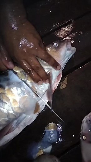 #alhamdulillah #patinbuah #kelahmerah #jalaRambang #lekatTunda #koyakSirat