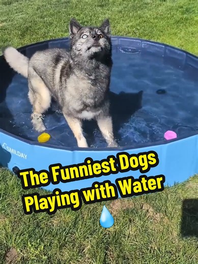 Hilarious Dogs Splashing in Water Part 3