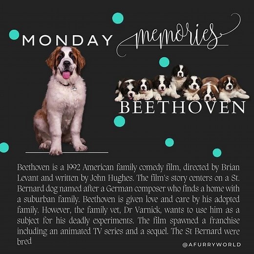 Monday Memories Beethoven St Bernard Movie
