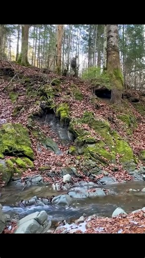 3.1K views · 52 reactions | Building a secret warm survival shelter under the root of a large tree, cozy bushcraft cave | Campsnake | Facebook