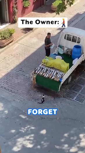 Cats’ Mission Impossible 😂 #reels | Pawsome Pals