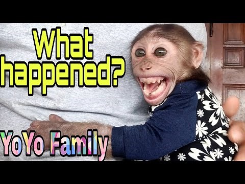 What happened to Monkey YoYo JR? |Baby Monkey|Family YoYo|