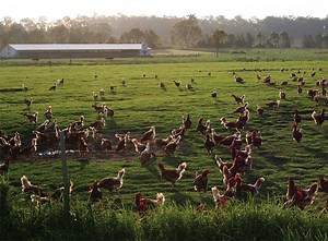 Our Chickens — Manning Valley Free Range Eggs