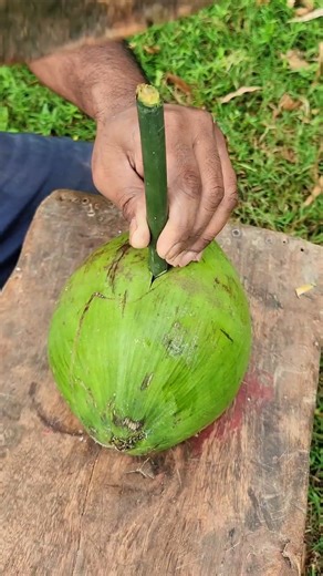 SURVIVAL SKILLS Forest: I Drank Coconut Water with a Simple Straw Trick 🥥💧
