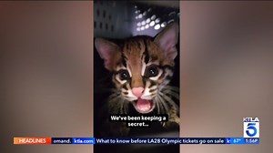 Baby ocelot born at Elmwood Park Zoo