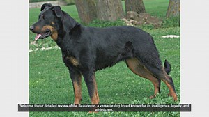 Beauceron Dog Breed Review: Intelligence, Loyalty, and Athleticism