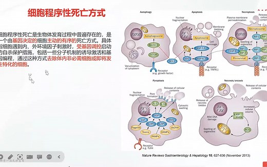 Autophagy细胞自噬相关信号通路及研究策略