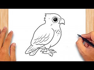 How to draw Cute Osprey Bird