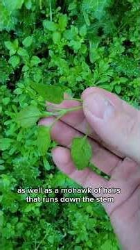 The California bay area is absolutely filled with delicious and free salad greens.