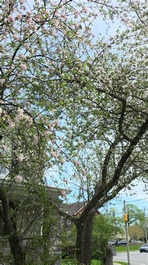 Apple Blossoms in Full Bloom 🍎 🍏