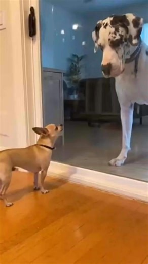 Barks Big... Until the Glass Door Opens 😂🐶 Chihuahua vs Great Dane Chihuahua was acting all tough! 😂 "Everyone’s Gangsta Until..." 💫 Like, comment and share! 🎥 New funny animal videos every day! 🐾 100% original creative content! Please, do not reproduce this content without permission or proper credit. 📩 DM for collabs #funnydogs #dogsinstagram #chihuahua #greatdane #doghumor #viralvideo #fyp #dogreels #trending #funnyanimals #comedyreel | Chihuahua Lovers