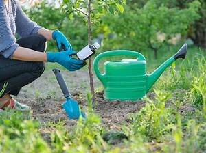 Backyard Gardens In New Jersey: Land Needed, Costs, What To Plant Now