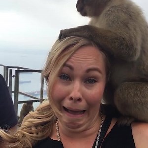 Monkeys can get crazy. Watch out! 🤣 | Always Funny