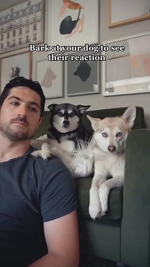 Dramatic Mini Husky Talks Back To Owner