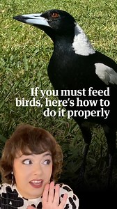 7.5K views · 37 reactions | Despite warnings, 30-50% of Australian households are feeding wild birds such as magpies. So if you're going to do it, here’s how to do it safely. #magpie #birdoftheyear #australia #birdfeeding #mincedmeat #birdsinstagram Pics: Alamy/Getty | Guardian Australia | Facebook
