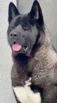 🚨🐕🔥 Akita: 4 SHOCKING Facts You Should Know #dogs #dog #akita