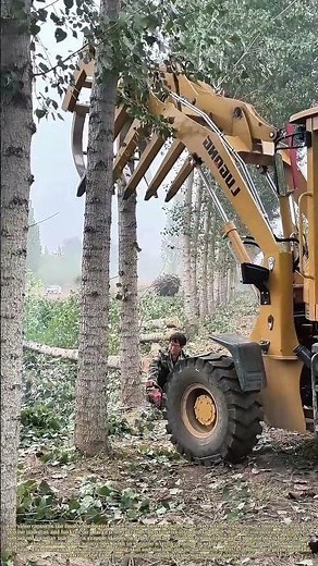 Felling the Giant: The Coordinated Push That Brings Down a Timber Tree