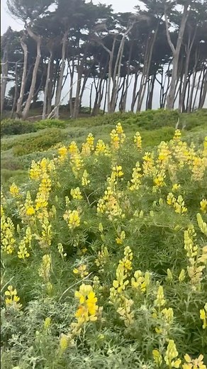 San Francisco’s Hidden Coastal Paradise | Lands End
