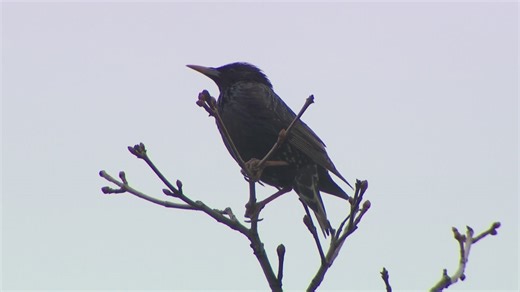 Littleton tenants feel trapped by recurring bird infestation 'nightmare'