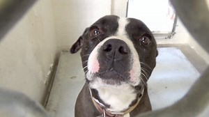 2.2K views · 126 reactions | RETURNED TO OWNER - moved to SAFE Album...