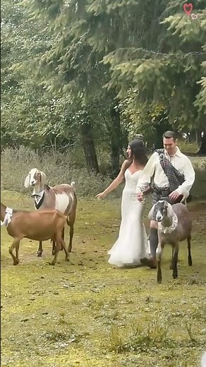 Dogs at a wedding #wedding