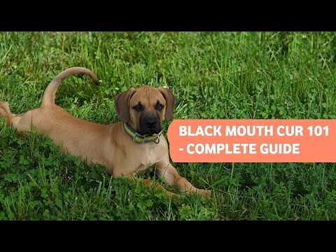 The Black Mouth Cur - History, Grooming, Personality, & More! (Detailed Guide)