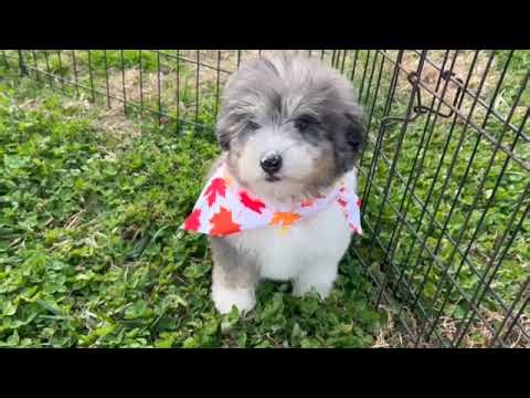 Pre Trained Miniature Bernedoodle Puppy Oswald SD 480p