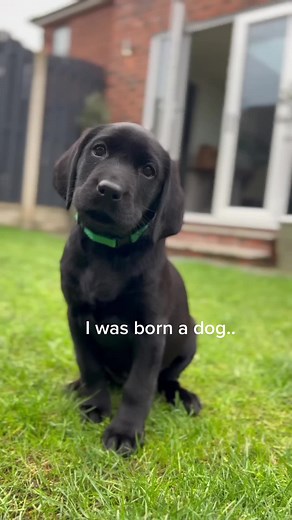 Adorable Baby Labrador Puppy | Cute Black Lab Dog Video