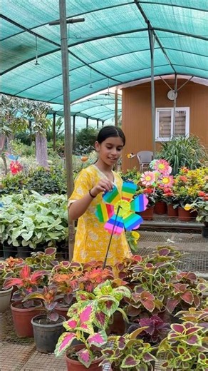 Flowers are beautiful creations of nature.