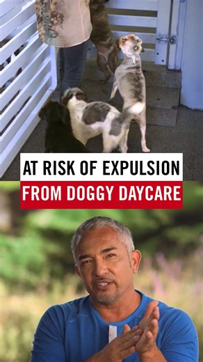 How do you stop a dog from being too wild at daycare? 🐕⚡ Ebbie Lou, a schnauzer, is so chaotic she’s facing eviction from her daycare. In this episode, I show how to calm her energy and bring harmony back. Watch the full story on YouTube! ¿Cómo detienes a un perro que se vuelve demasiado inquieto en la guardería? 🐕⚡ Ebbie Lou, una Schnauzer, es tan caótica que está a punto de ser expulsada de su guardería. En este episodio te enseño cómo calmar su energía y devolver la armonía. Ve la historia 