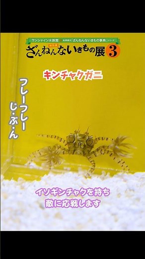 【キンチャクガニ】イソギンチャクを持つキンチャクガニ【サンシャイン水族館】#shorts #水族館