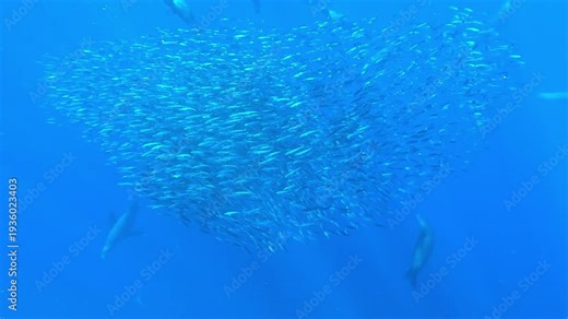 Medium shot shows sea lions – Otariidae – scattering a heart shaped sardine bait ball off Magdalena Bay, Baja California, Mexico as a marlin – Istiophoridae – emerges from below during the sardine run