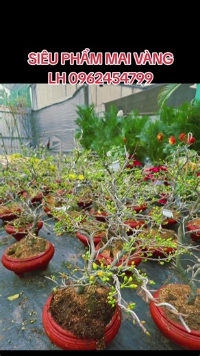 Siêu phẩm mai vàng Tết LH 0962454799