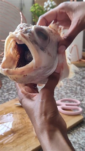 Let's clean Red Tilapia Fam!! 🐟 . . . #tilapia #redtilapia #cleaningfish | Panana