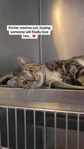 Archer is an adorable 6-month-old male kitten with a shy little heart that just wants to be loved. At first, he might take a moment to warm up, but once he does, his sweetness shines through. He loves to play and explore in our Kitty Kottage, curiously discovering the world around him and enjoying the company of other cats. Despite his playful spirit, there’s a quiet longing in Archer’s eyes—a hope for a forever home where he can feel safe, cherished, and truly loved. This sweet boy is ready to 