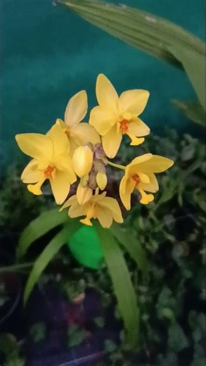 Simple Yet Stunning – Ground Orchid!