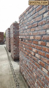 513K views · 10K reactions | Aakhirkar, ek aur sapna jo hakikat mein tabdeel ho raha hai. #animalwelfare #AnimalHospital #animalrescue | Peepal Farm | Facebook