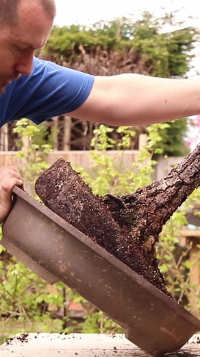Starting an English Oak bonsai #bonsai